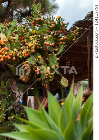 Rustic garden scene with a large prickly pear cactus full of ripe fruit 124115751