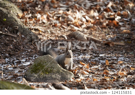 Hokkaido squirrel in early winter forest 124115831