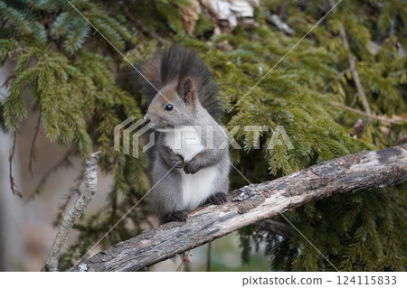 初冬森林中的蝦夷松鼠 124115833