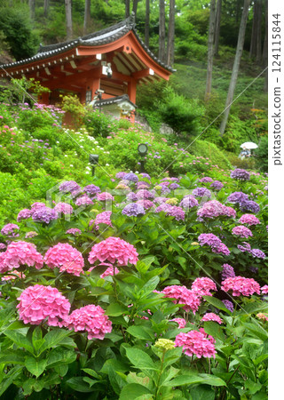 Hydrangea blooming in the rain at Mimurotoji Temple in Kyoto 124115844