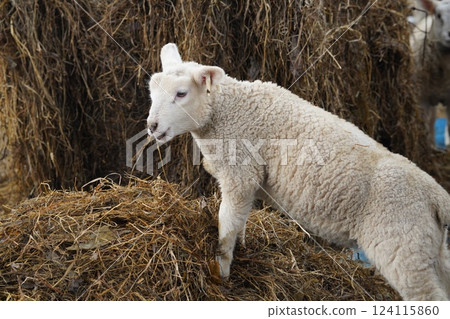 Sheep which eats grass Sheep which eats grass 124115860