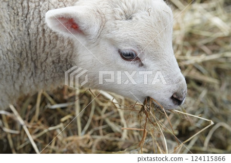 Sheep which eats grass 124115866