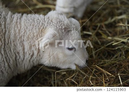 Sheep which eats grass Sheep which eats grass 124115903