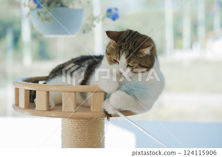 easter holiday concept with scottish cat play toy on cat house 124115906