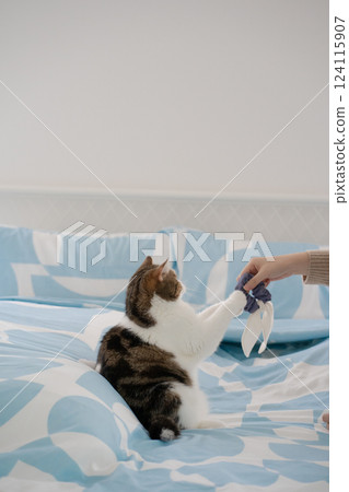 pet care concept with asian woman play with scottish tabby cat on bed with happy feeling pet care concept with asian woman play with scottish tabby cat on bed with happy feeling 124115907