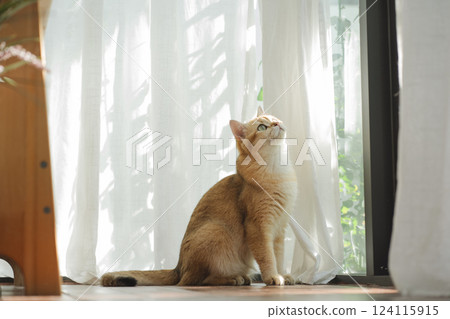 pet care concept with british cat relax and play in living room pet care concept with british cat relax and play in living room 124115915