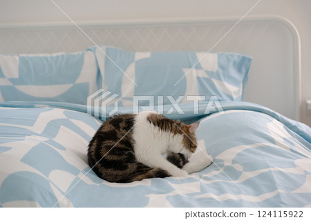 pet care concept with scottish tabby cat play on bed 124115922