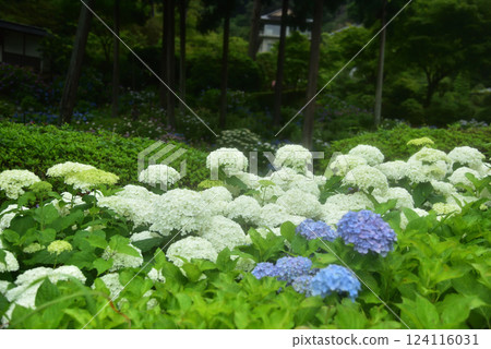 京都三室戶寺雨中綻放的繡球花 124116031