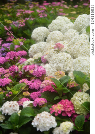 京都三室戶寺雨中綻放的繡球花 京都三室戶寺雨中綻放的繡球花 124116035