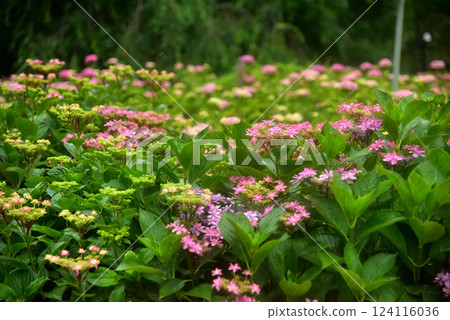 京都三室戶寺雨中綻放的繡球花 124116036