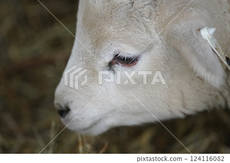 Sheep which eats grass 124116082