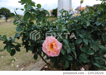 荒尾市少女公民花壇玫瑰花， 124116228