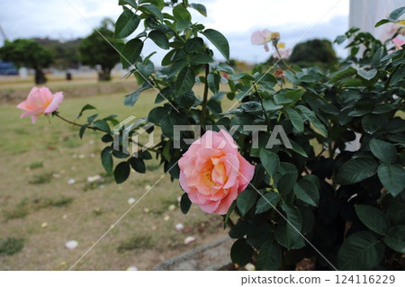 荒尾市少女公民花壇玫瑰花， 124116229