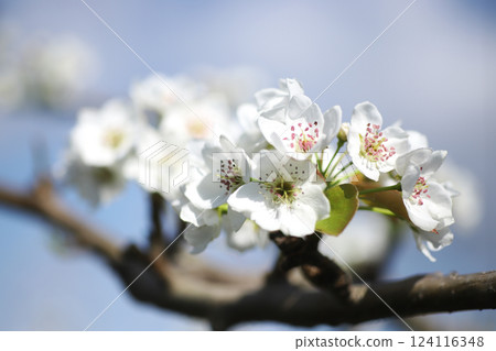 White pear flowers White pear flowers 124116348