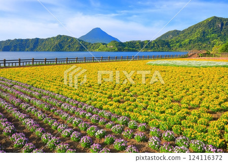 [Kagoshima Prefecture] Mt. Kaimon and flower fields on a clear day (Ibusuki) 124116372