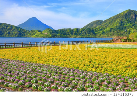 [Kagoshima Prefecture] Mt. Kaimon and flower fields on a clear day (Ibusuki) 124116373