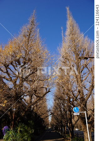 A large ginkgo tree with its leaves falling off A large ginkgo tree with its leaves falling off 124116643
