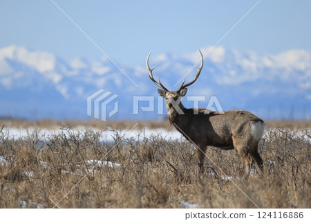 Ezo deer Ezo deer 124116886