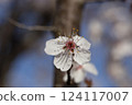 close-up of delicate white cherry blossom flower with stamens 124117007