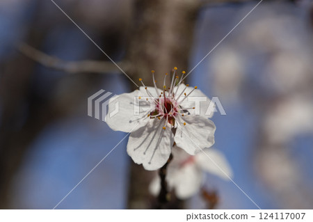 close-up of delicate white cherry blossom flower with stamens close-up of delicate white cherry blossom flower with stamens 124117007