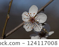 close-up of delicate white cherry blossom flower with stamens 124117008
