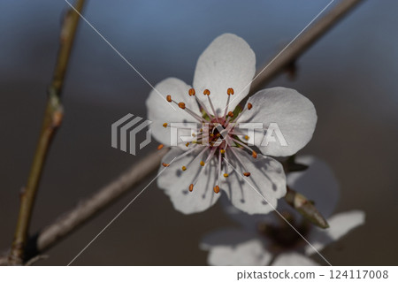 close-up of delicate white cherry blossom flower with stamens close-up of delicate white cherry blossom flower with stamens 124117008
