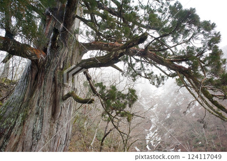 白雪松 白雪松 124117049