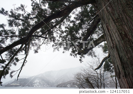 德山水壩和白屋杉 德山水壩和白屋杉 124117051