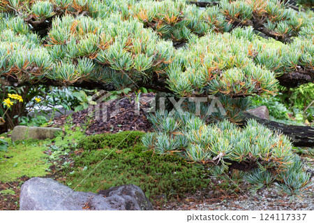 Japanese white pine tree, pine needles, Japanese white pine Japanese white pine tree, pine needles, Japanese white pine 124117337