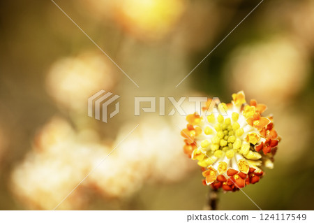 Spring flowers, Mitsumata flowers close-up 124117549
