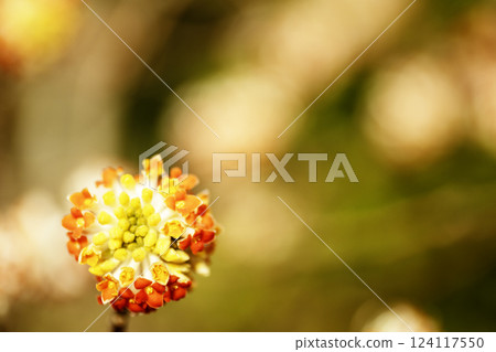 春天的花朵,三椴花特寫-2 春天的花朵,三椴花特寫-2 124117550