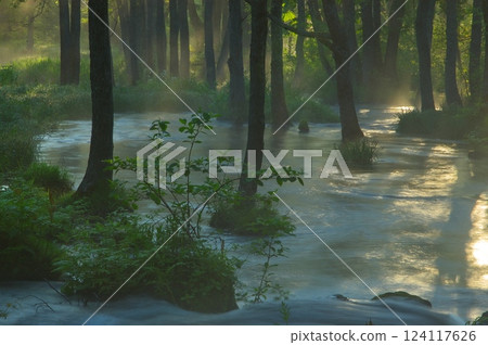 Morning stream 124117626