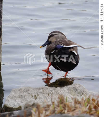 A duck playing by the water A duck playing by the water 124117913