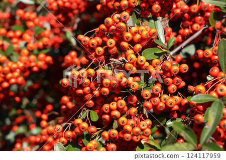 Tokiwa Hawthorn 124117959