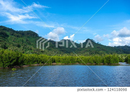 Mangrove on the Coast of Tahaa Island, French Polynesia 124118098