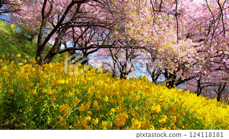 Spring in Matsuda: A collaboration of Kawazu cherry blossoms and rape blossoms, Nishihirahata Park, Ashigarakami District, Kanagawa Prefecture, Japan Spring in Matsuda: A collaboration of Kawazu cherry blossoms and rape blossoms, Nishihirahata Park, Ashigarakami District, Kanagawa Prefecture, Japan 124118181
