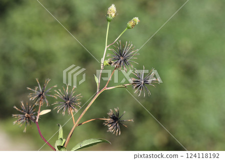  Kosendangusa 124118192