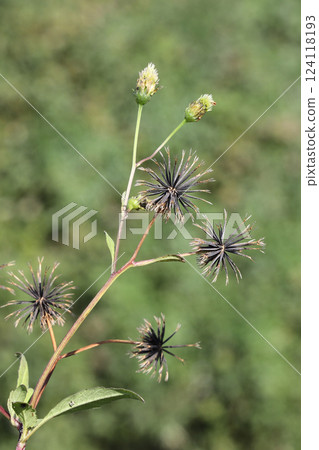 Kosendangusa Kosendangusa 124118193