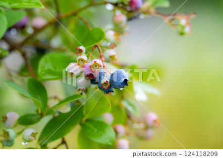 [水果素材] 樹上生長的藍莓[長野縣] 124118209