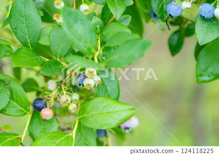 [Fruit material] Blueberries growing on trees [Nagano Prefecture] 124118225