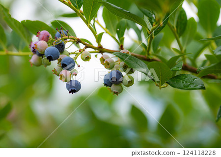 [水果素材] 樹上生長的藍莓[長野縣] 124118228