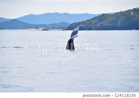 座間味島沿岸賞鯨 座間味島沿岸賞鯨 124118230