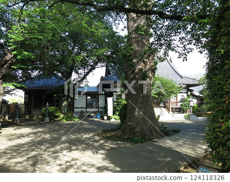 Muryoji Temple (Main Hall, Kannon Hall, Large Ginkgo Tree) in Yoga, Setagaya Ward 124118326