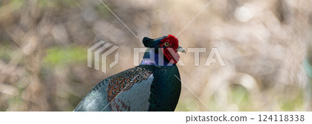 A pheasant appeared in the garden 124118338