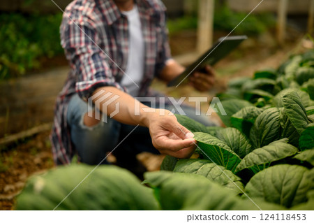 Farmer holding a digital tablet inspecting the health of leafy green plant in a greenhouse 124118453