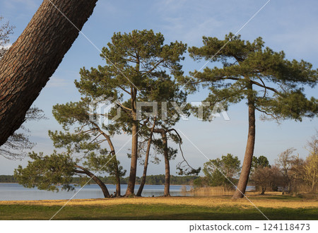 Nature scene at Pin et Plage in Lac Sanguinet, Gironde, France showcasing tranquil waters and trees 124118473