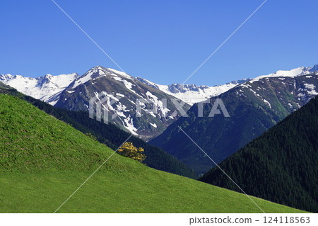 Image of alpine meadows above tree line and blue sky. 124118563