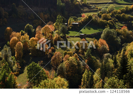 Image of a forest full of trees decorated with autumn colors. 124118566