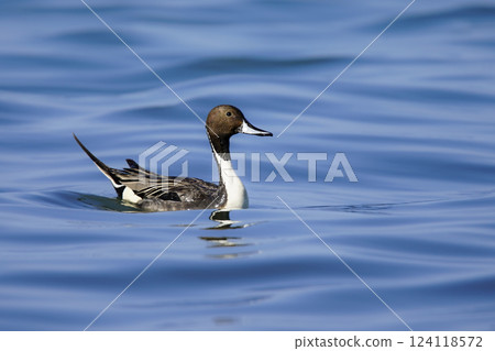 Wildlife - Birds. The Northern Pintail (Anas acuta) lives in wetlands such as sheltered deltas, salt marshes, shallow waters and coastal lagoons. It feeds on aquatic vegetation. 124118572
