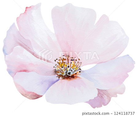 Watercolor pink blush peony flower isolated illustration, pastel romantic floral wedding element 124118737